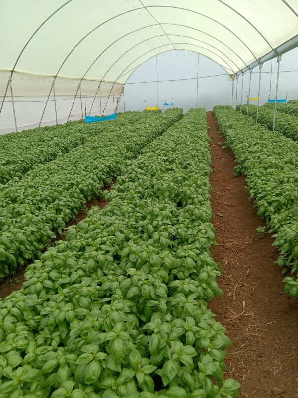 FRESH BASIL from Kenya